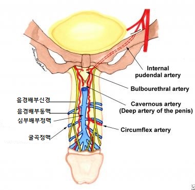 dorsalnerve.jpg